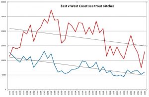 sea trout declines